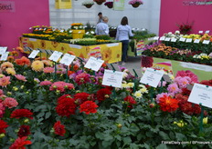 Novelties in the Dahlia assortment